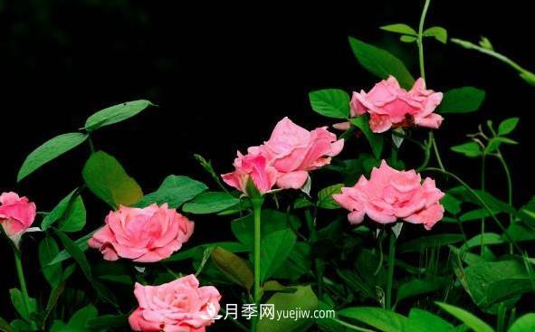 月季該如何扦插，春秋兩季這樣扦插10-20天就生根(圖2)
