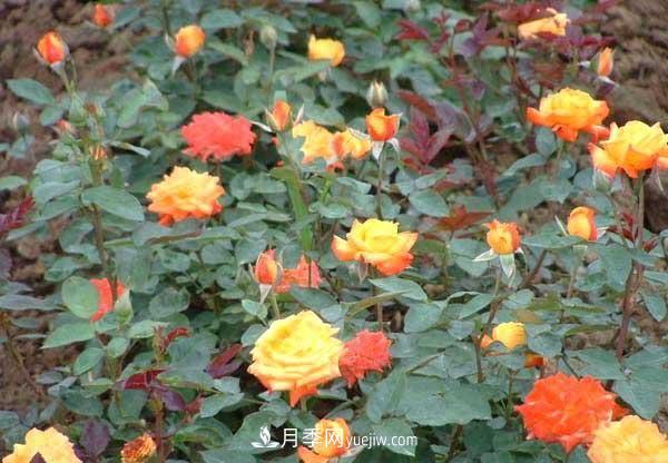 讓月季冬季開花，就算再費(fèi)事，我也想給它安排上(圖1)