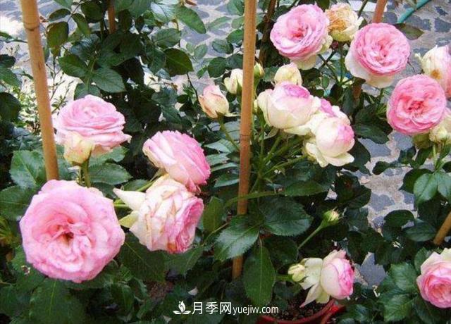 入冬以前要做好5件事，來年月季花長(zhǎng)得旺開花多(圖1)