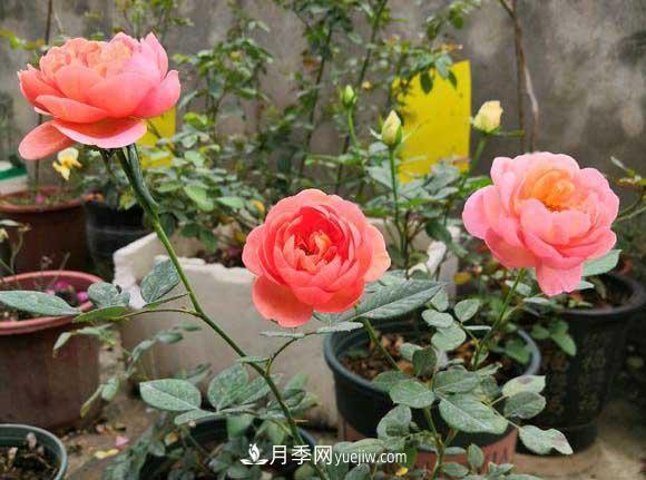 輕松3招養(yǎng)月季，四季開(kāi)花不斷成“花海”(圖1)