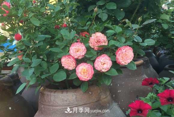 輕松3招養(yǎng)月季，四季開(kāi)花不斷成“花?！?圖2)