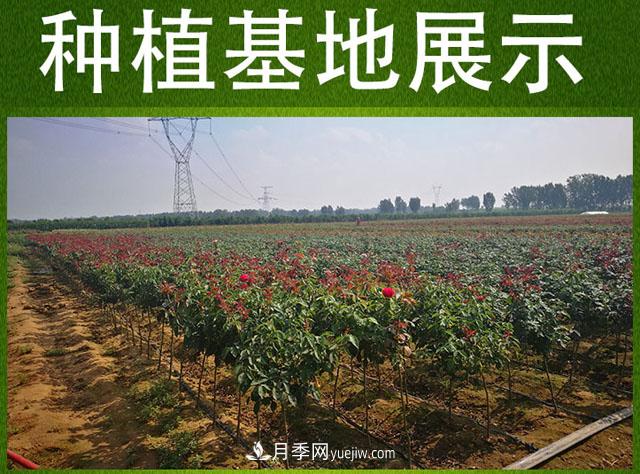 網(wǎng)紅樹狀月季，“棒棒糖月季”批發(fā)(圖5)