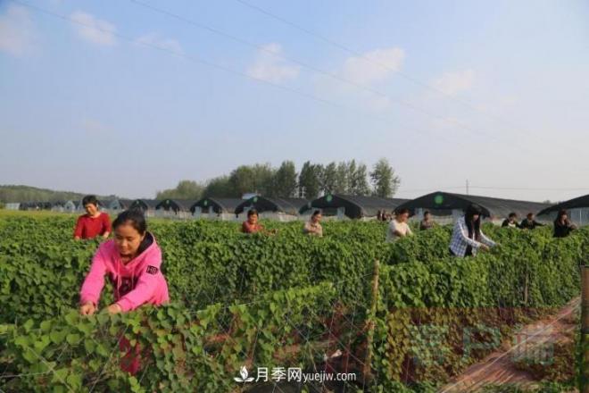 南召玉蘭苗木產(chǎn)業(yè):六抓帶動激活鄉(xiāng)村人才振興原動力(圖1) 南召玉蘭苗木產(chǎn)業(yè):六抓帶動激活鄉(xiāng)村人才振興原動力(圖1)