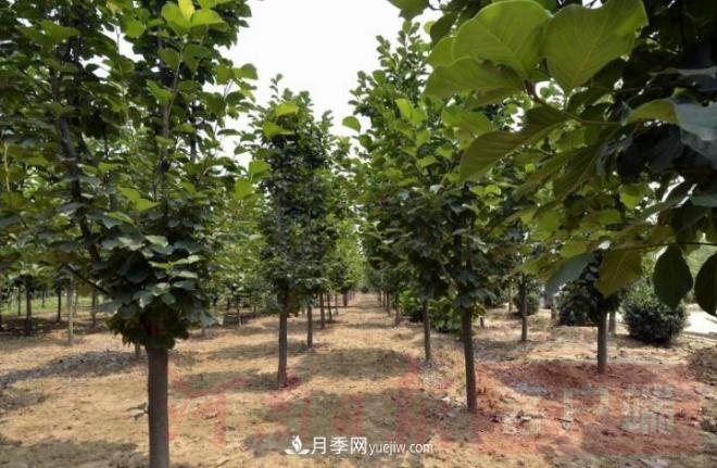 南召玉蘭苗木產(chǎn)業(yè):六抓帶動激活鄉(xiāng)村人才振興原動力(圖2) 南召玉蘭苗木產(chǎn)業(yè):六抓帶動激活鄉(xiāng)村人才振興原動力(圖2)