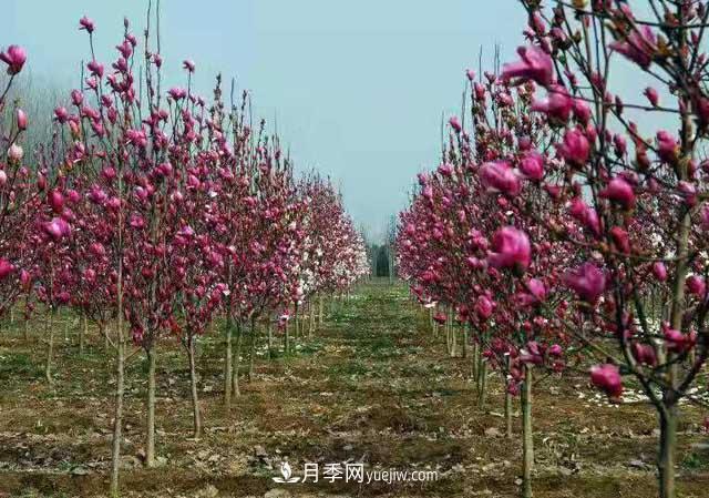 苗木一年四季栽植有哪些特點(diǎn)？(圖1)