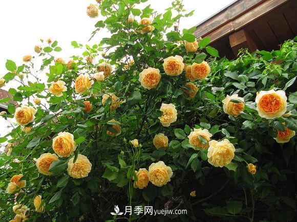 月季扦插苗和嫁接苗的區(qū)別及優(yōu)缺點(圖1)