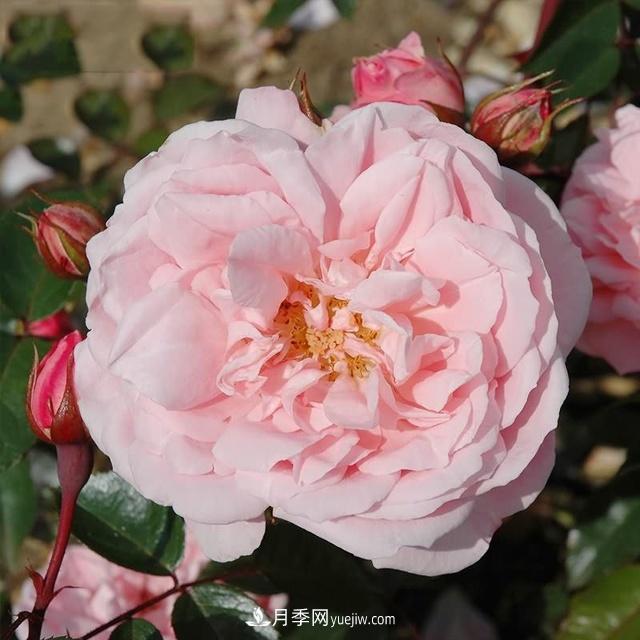 熱銷的8種月季花，沒養(yǎng)的都后悔了！(圖7)
