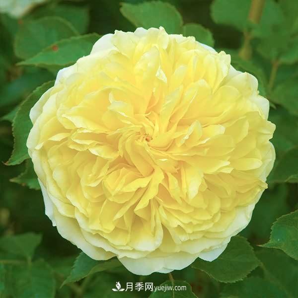 熱銷的8種月季花，沒養(yǎng)的都后悔了！(圖4)