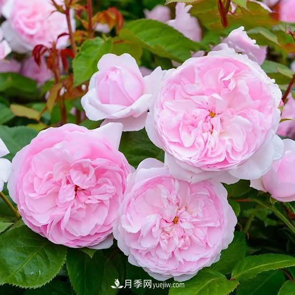 熱銷的8種月季花，沒養(yǎng)的都后悔了！(圖8)