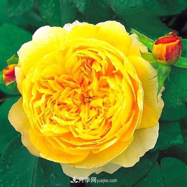 熱銷的8種月季花，沒養(yǎng)的都后悔了！(圖2)