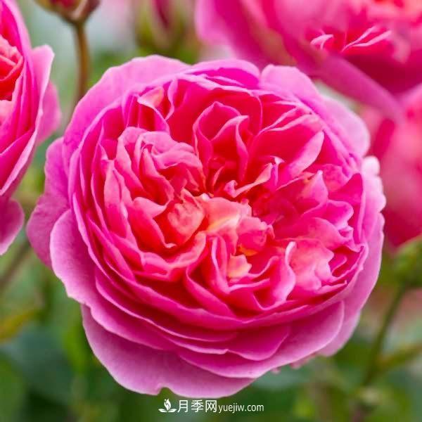 熱銷的8種月季花，沒養(yǎng)的都后悔了！(圖3)