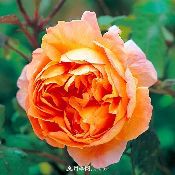 熱銷的8種月季花，沒養(yǎng)的都后悔了！(圖1)