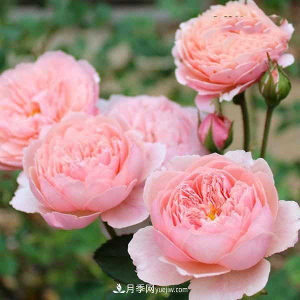熱銷的8種月季花，沒養(yǎng)的都后悔了！(圖6)