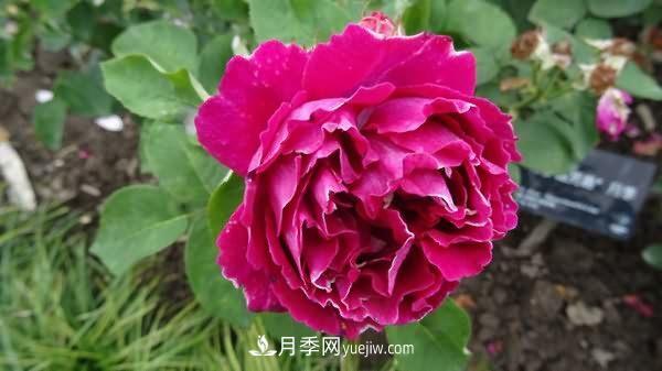 熱銷的8種月季花，沒養(yǎng)的都后悔了！(圖5)