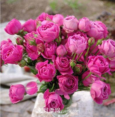 切花月季的十個(gè)養(yǎng)護(hù)技巧，全了(圖2)
