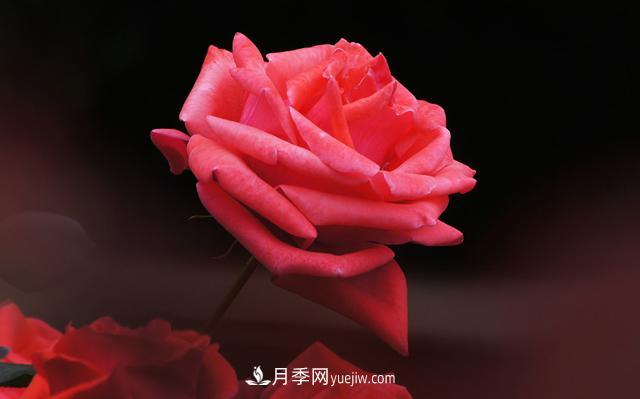 切花月季是什么呢？(圖1)