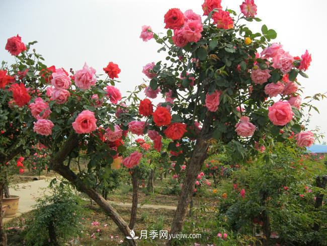 月季需要施肥會(huì)發(fā)出的信號(hào)(圖1)