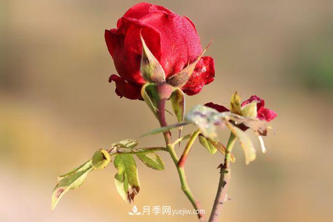 初冬拍月季，花稀別樣美(圖3)