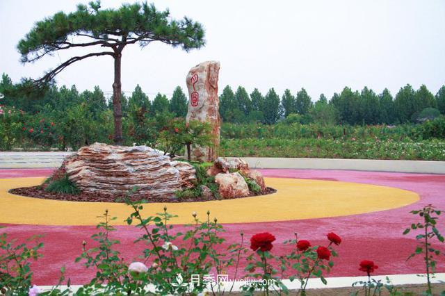 「人物」從南陽(yáng)銷售員到中國(guó)推廣大使，“月季女王”成長(zhǎng)記(圖1)