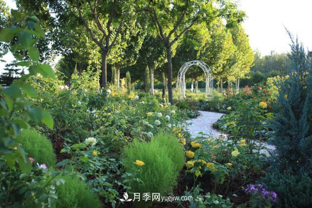 「人物」從南陽(yáng)銷售員到中國(guó)推廣大使，“月季女王”成長(zhǎng)記(圖2)