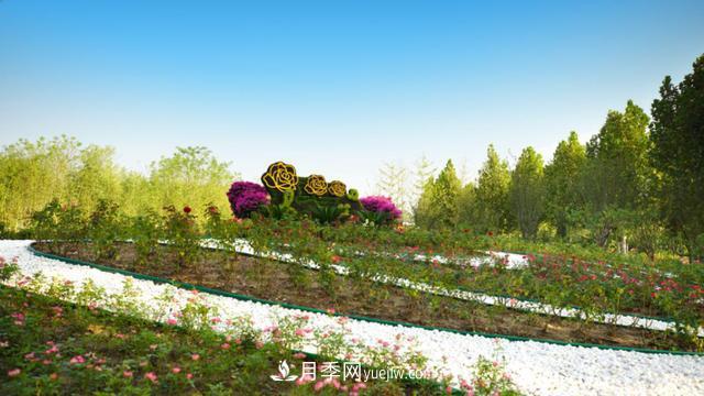 「人物」從南陽(yáng)銷售員到中國(guó)推廣大使，“月季女王”成長(zhǎng)記(圖3)