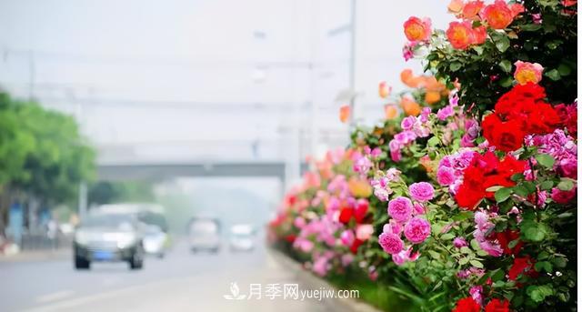 「人物」從南陽(yáng)銷售員到中國(guó)推廣大使，“月季女王”成長(zhǎng)記(圖4)