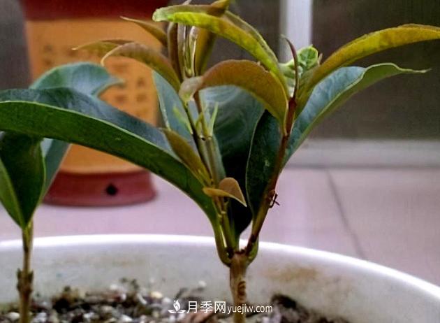 桂花生根挺簡單，扦插時間掌握好，培育方法是關鍵(圖1)
