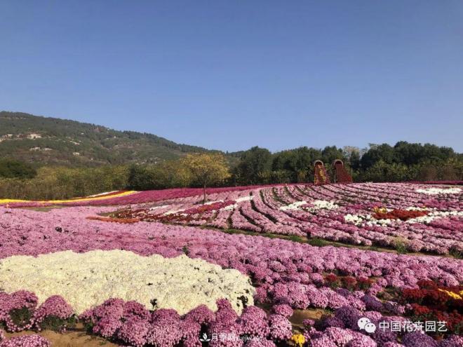 內(nèi)外聯(lián)合，中國花海探索發(fā)展之道(圖1)