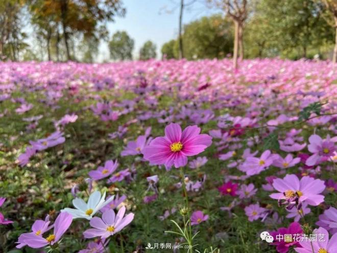 內(nèi)外聯(lián)合，中國花海探索發(fā)展之道(圖2)