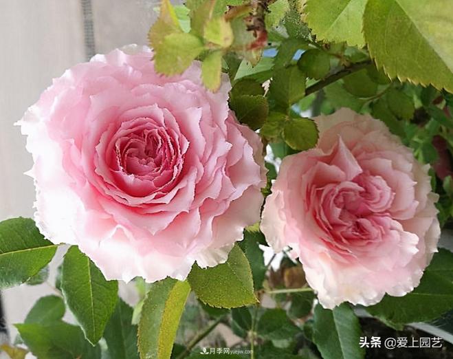 清新出塵的日本“仙女”月季，再難養(yǎng)也不能抗拒(圖1)