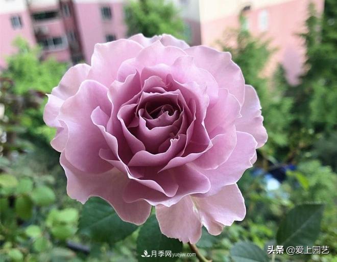 清新出塵的日本“仙女”月季，再難養(yǎng)也不能抗拒(圖4)