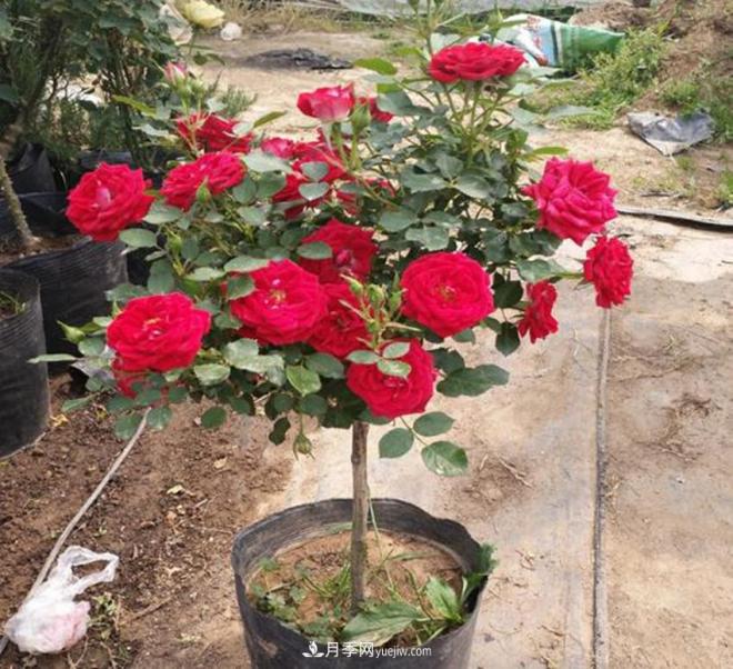 你見過大樹上面開月季花嗎？一棵賣幾百上千，還不夠賣(圖3)