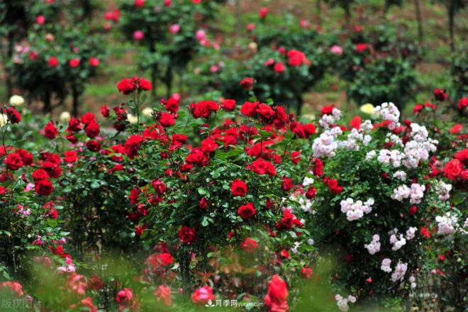 會養(yǎng)花的人，能把普通月季，養(yǎng)成“藝術品”(圖2)