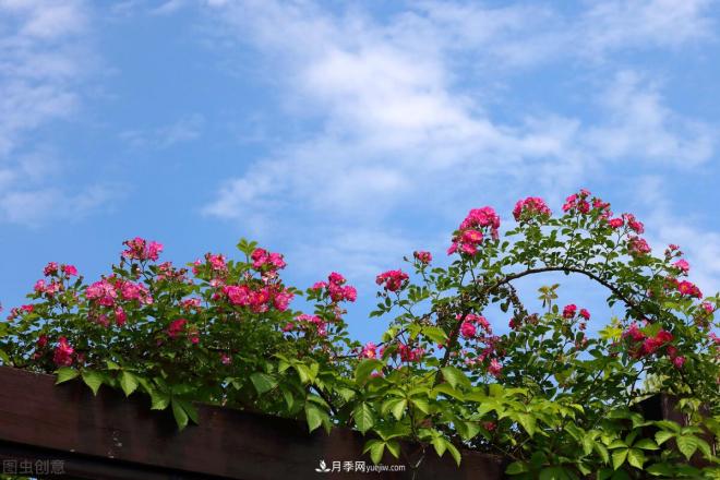 會養(yǎng)花的人，能把普通月季，養(yǎng)成“藝術品”(圖4)