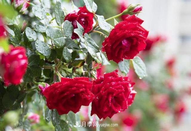 會養(yǎng)花的人，能把普通月季，養(yǎng)成“藝術品”(圖1)