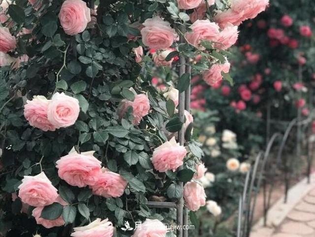 會養(yǎng)花的人，能把普通月季，養(yǎng)成“藝術品”(圖3)