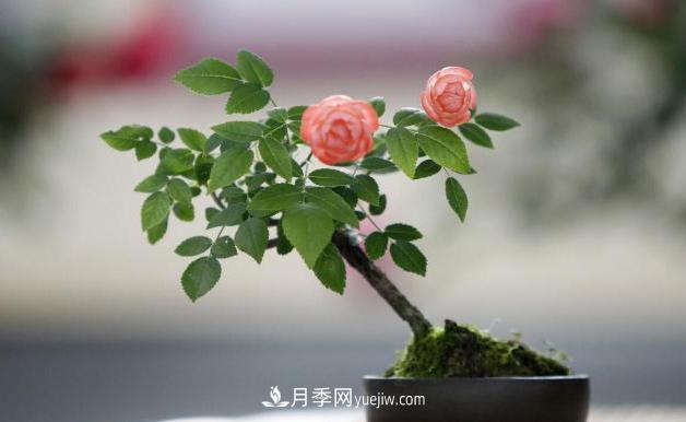 會養(yǎng)花的人，能把普通月季，養(yǎng)成“藝術品”(圖6)