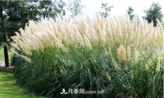 又美又耐寒！8種北方適用觀賞草推薦(圖1)