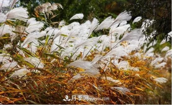 又美又耐寒！8種北方適用觀賞草推薦(圖3)