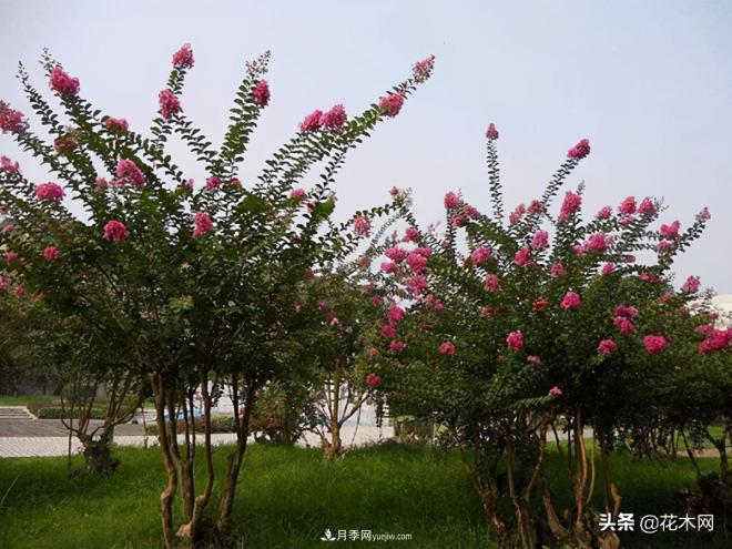叢生苗木市場火熱，如何輕松登上銷量榜首？(圖2)