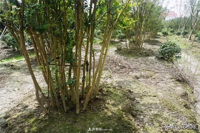 叢生苗木市場火熱，如何輕松登上銷量榜首？(圖3)