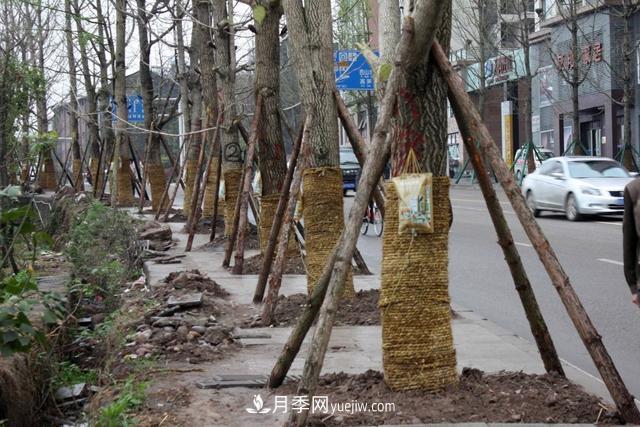 為什么說秋季移栽樹木成活率更高？苗木要提高成活率，還需要注意什么(圖1)