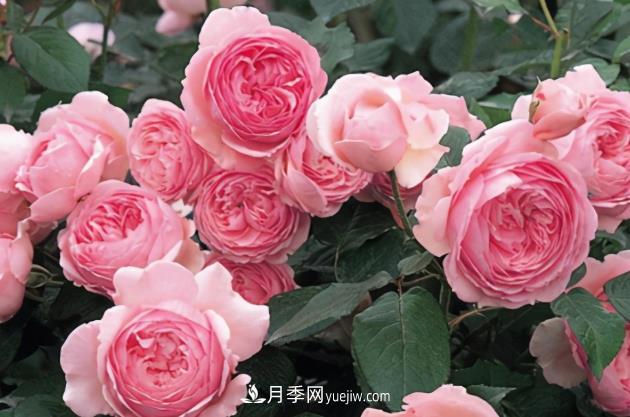 11月了，還不快給月季“清花苞”，開春后瘋狂爆花(圖1)