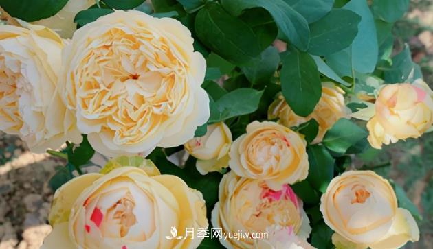 11月了，還不快給月季“清花苞”，開春后瘋狂爆花(圖2)