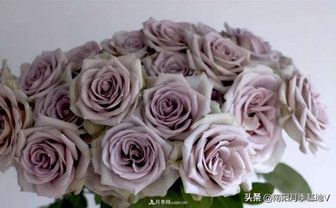 10種復(fù)古色月季，氣質(zhì)炸裂！你入手了沒？(圖2)