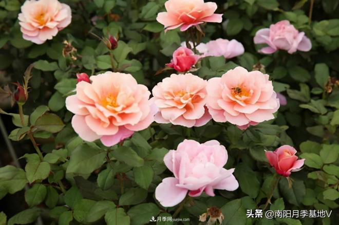 10種復(fù)古色月季，氣質(zhì)炸裂！你入手了沒？(圖4)