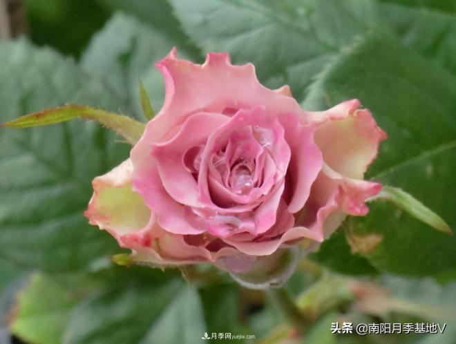 10種復(fù)古色月季，氣質(zhì)炸裂！你入手了沒？(圖7)