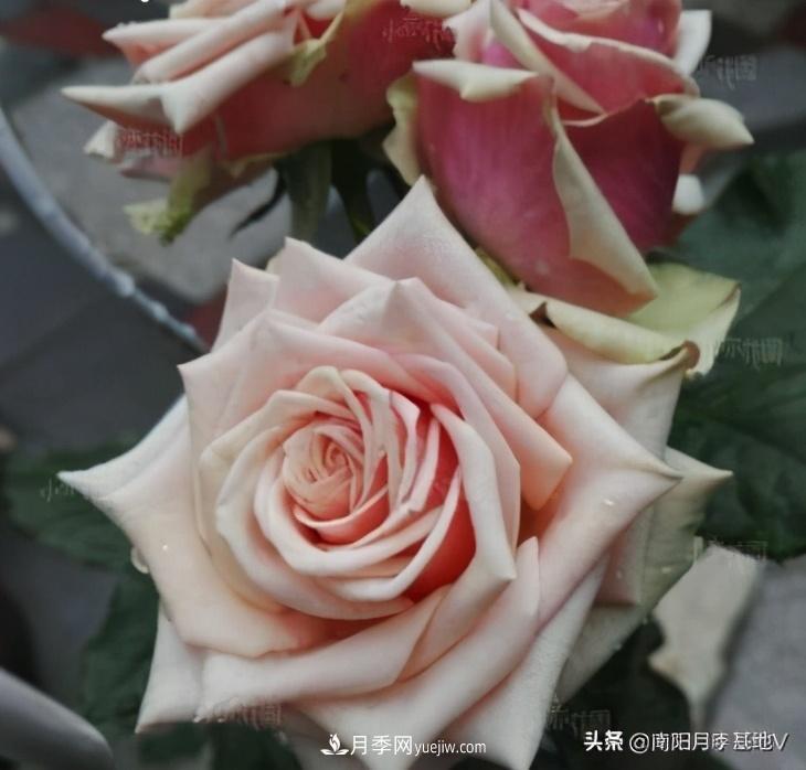 10種復(fù)古色月季，氣質(zhì)炸裂！你入手了沒？(圖8)