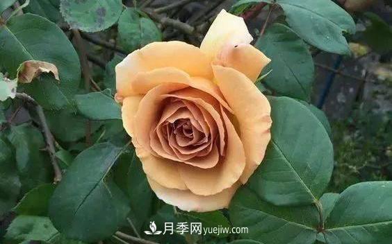 10種復(fù)古色月季，氣質(zhì)炸裂！你入手了沒？(圖5)