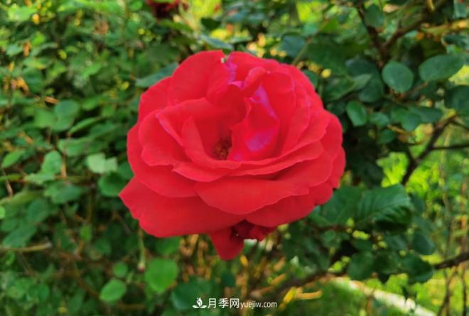 被玫瑰遮住光芒的月季花，妙用很多，能賞能吃能泡茶(圖1)